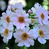 primula postford white - Abriachan Nurseries